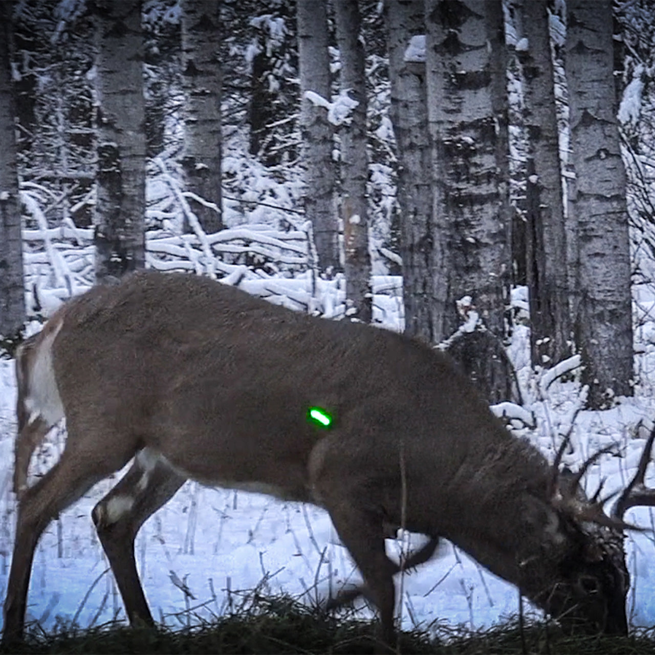 Nockturnal GT-Nock Lighted Nocks (3-Pack)