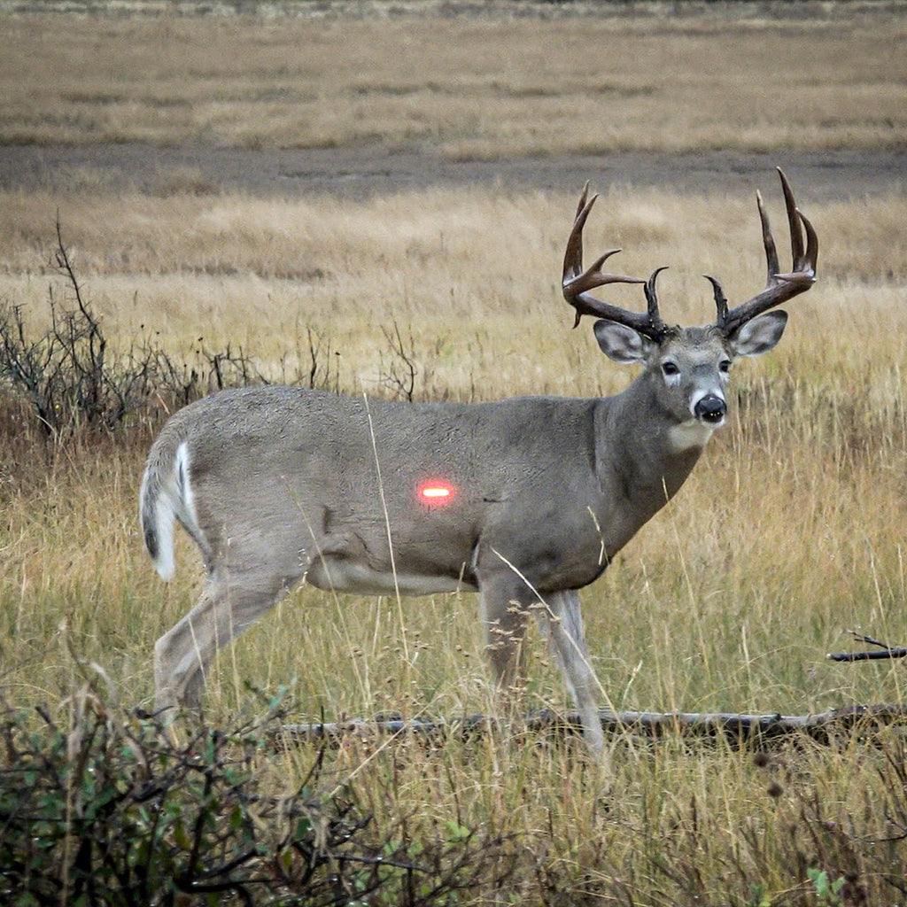 Nockturnal S-Nock Lighted Nocks (3-Pack)