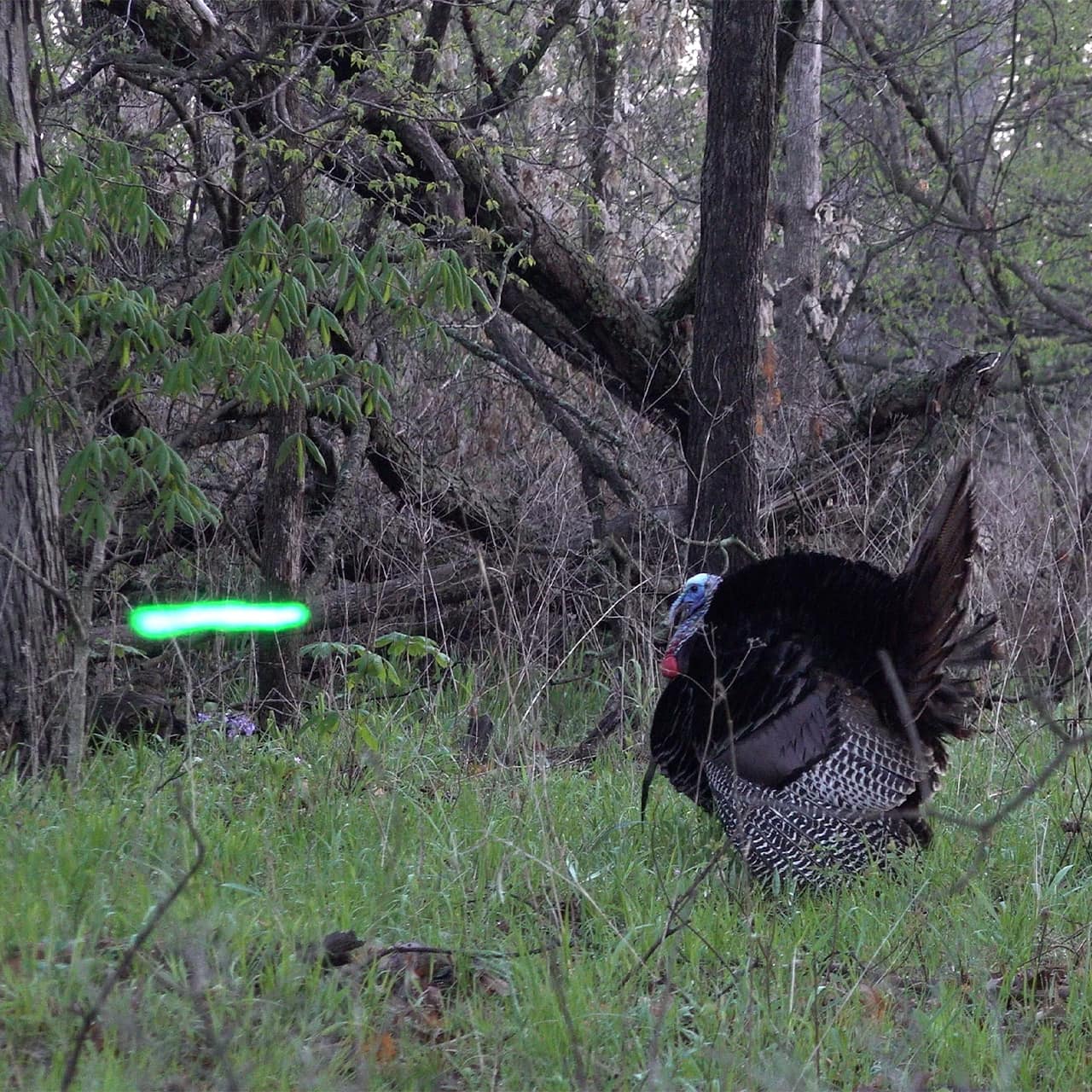 Nockturnal X-Nock Lighted Nocks (3-Pack)