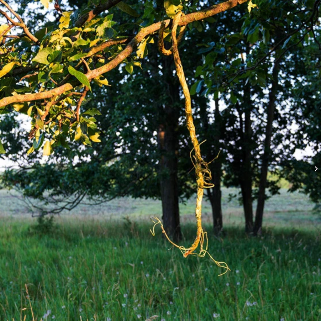 ScrapeFix The Vine